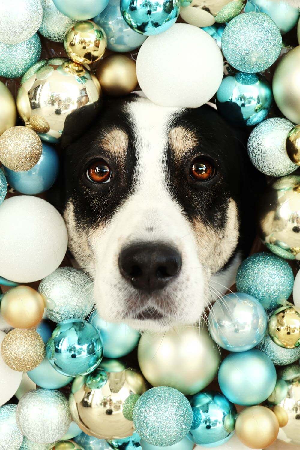 Weihnachtsfoto mit Hund und Weihnachtskugeln