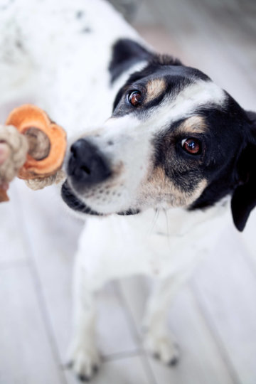 Zahnpflege beim Hund: Leckere Snacks easy-peasy selbermachen