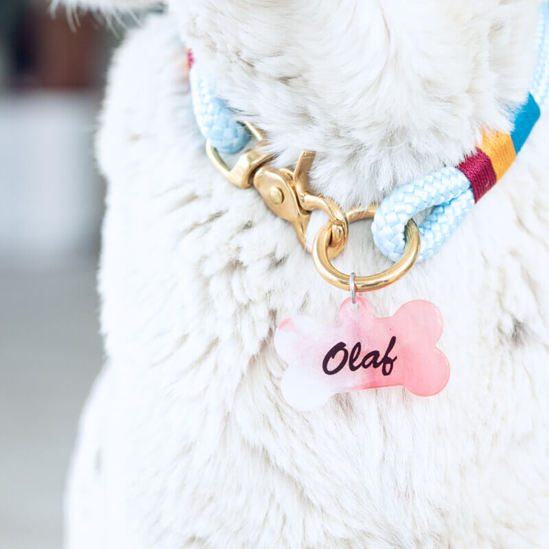 Hund mit Blumen am Halsband (DIY Anleitung für Hundehalsband)