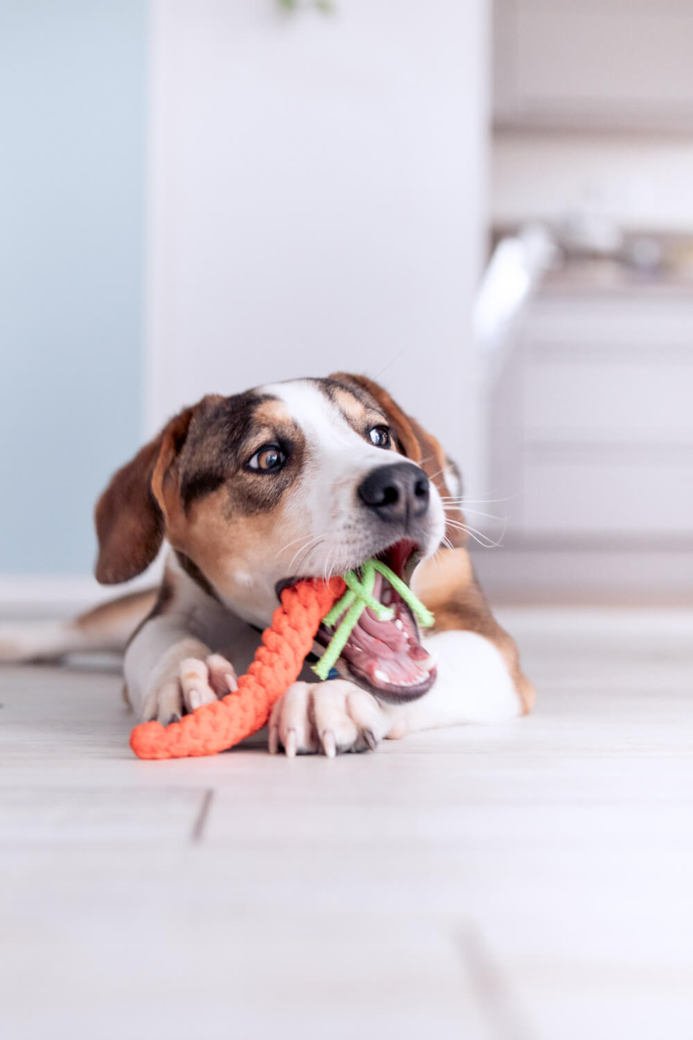 Blumen und Textilband für Hundehalsband